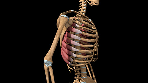 A 3-D animation of the human skeleton highlighting the serratus anterior.