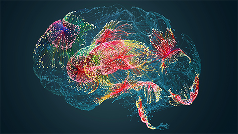 A 3D animated image of the human brain.