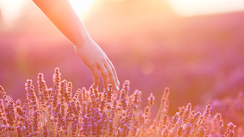 A hand touching lavender flowers in a field 