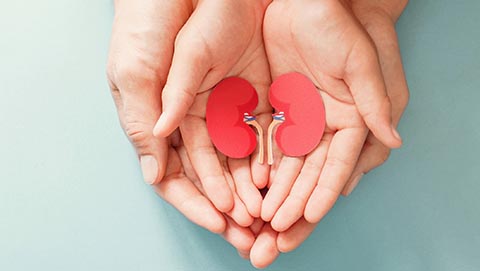 Two pairs of open hands holding a paper cutout out of a kidney