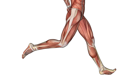 Anatomical image of legs running, showing muscles and tendons