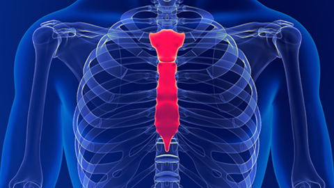 Graphic illustration of the chest and sternum