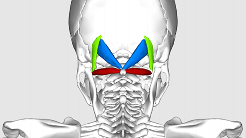 An animated image of a human skeleton with the suboccipital muscles highlighted in color.