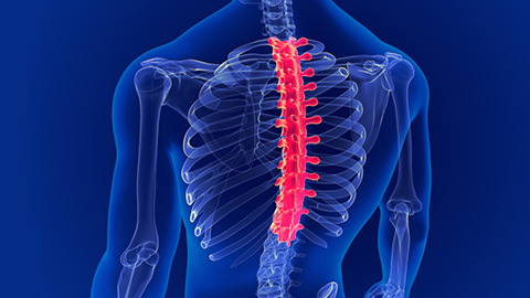 A 3-D animated image of the thoracic spine highlighted in red.