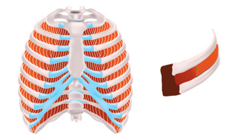 An animated image of the rib cage displaying the intercostal muscles.