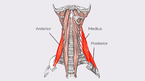 An illustrated image of the scalene muscles.