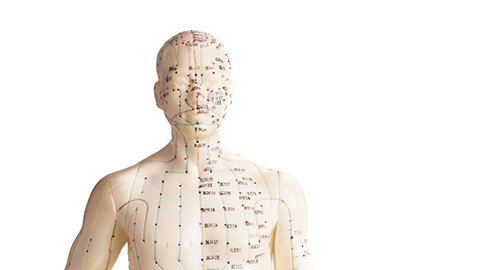 A model image of acupuncture and acupressure meridians on the head and chest.