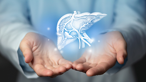A holographic image of the liver floating above two hands.