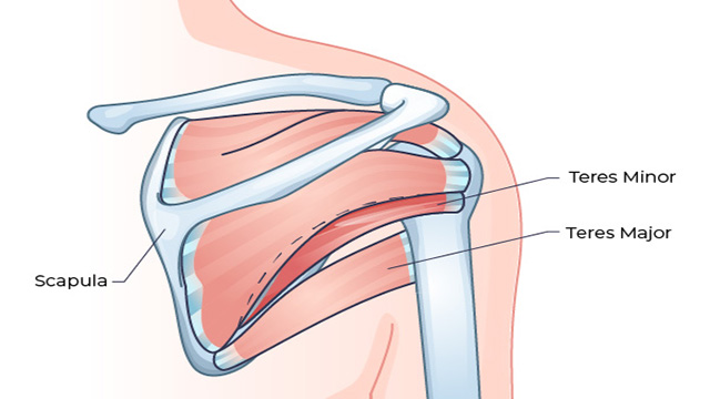 An animated image of the teres minor and teres major muscles.