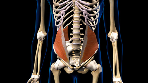 A 3-D rendering of the oblique muscles set against an animated skeleton.