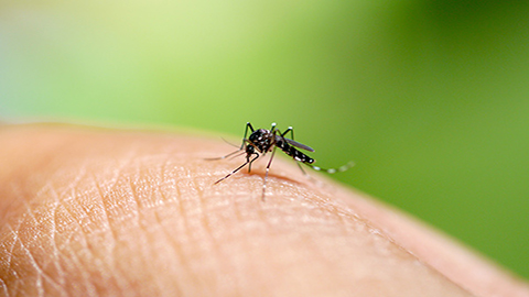 Image of a mosquito on a persons hand.