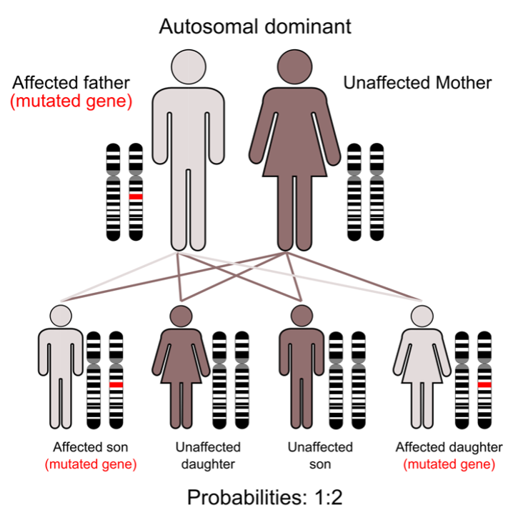 Graphic illustrating autosomal dominant genes