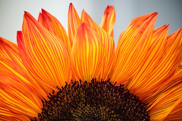Close up of bright orange petals on a sunflower.