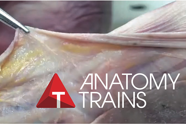 Fascia held by surgical clamps with Anatomy Trains logo