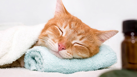 A cat resting its head on a towel at a spa