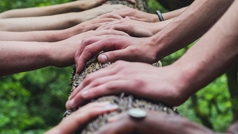 A line of hands against a tree showing communial solidarity.