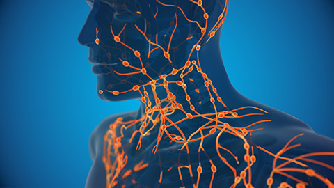 A computer animated image of the lymphatic system inside the human body.