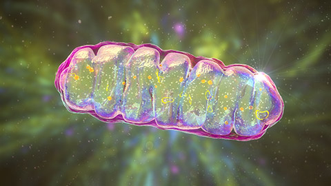 A 3-D animated image of mitochondria, shimmering in color against a green background.