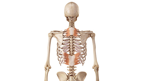 An animated image of the skeleton showing the serratus posterior.