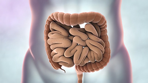 An animated image of the small and large intestine.