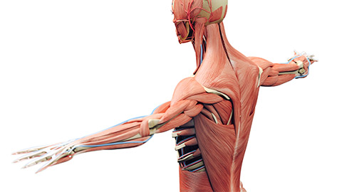 A 3-D animated image of the human body and its muscles.