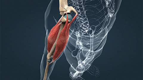 A 3-D image of the muscles origin and insertion points along the upper arm.