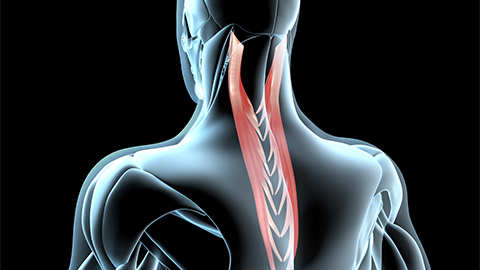 A computer animated image of the Splenii muscles.