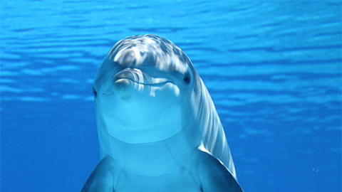 Image of a dolphin against bright blue water.
