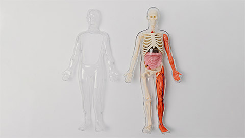 two human body skeletons placed next to each other against a grey background.