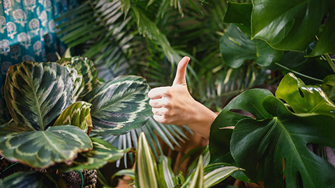 Image of a person giving a thumbs up surrounded by plants.