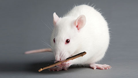A white lab mouse chewing on a stick