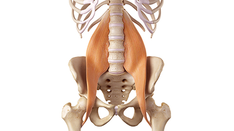 Anatomical diagram of pelvic region with psoas muscle highlighted orange. 