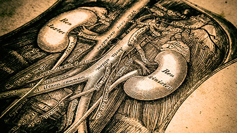 Old-fashioned etching of kidneys and internal organs. 