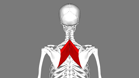 Anatomical image of a skeleton with rhomboid muscles hightlighted in red.