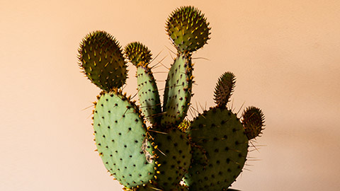 Cactus plant with long spines. 