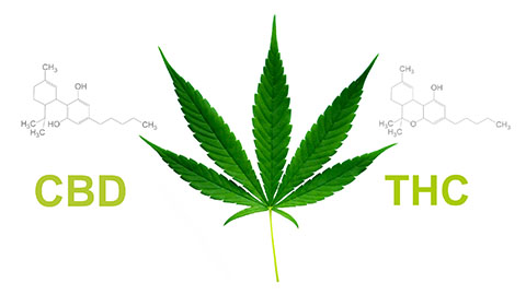 Cannabis leaf with diagrams of CBD and THC molecules