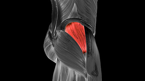 Gluteus medius highlighted in red on an anatomical image of muscles
