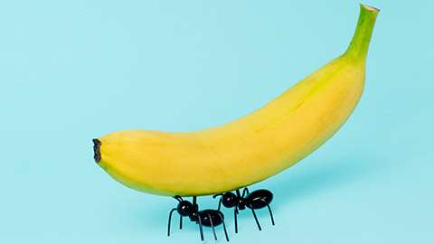 Two ants lifting up a banana