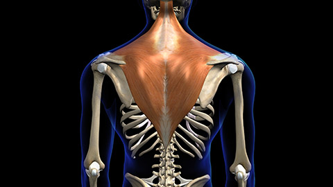 Anatomical image of the trapezius muscle superimposed over skeleton