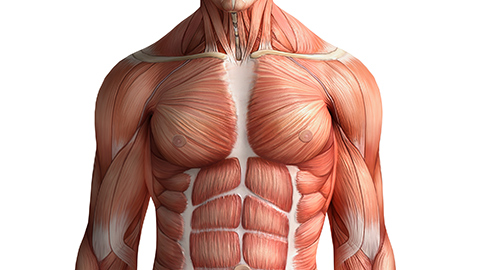 Anatomical image of the front of the body, showing pectoral muscles