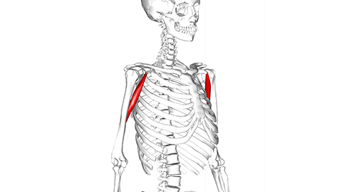 Skeleton with coracobrachialis muscle highlighted in red