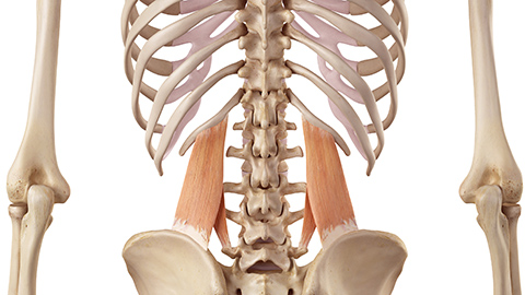 Quadratus lumborum muscles highlighted on anatomical image of skeleton