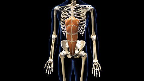 Rectus abdominus muscle shown on a skeleton