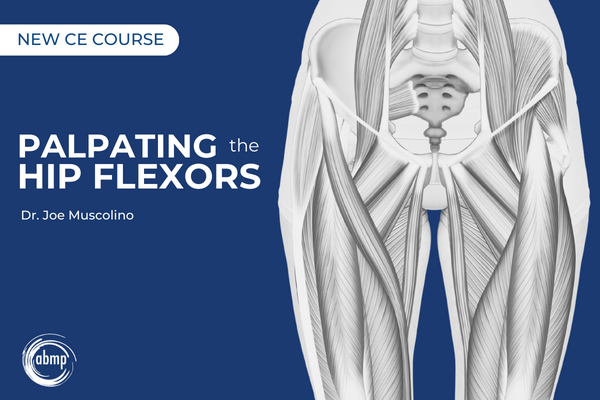Graphic displaying the hip flexors.